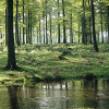 Sollinglandschaft: Wald und Bach
